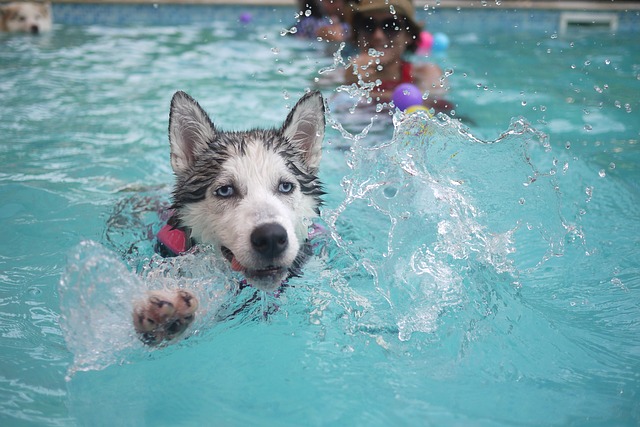 pes v bazéně